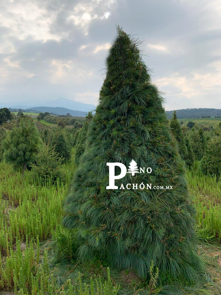 Bosque Ayacahuite 10